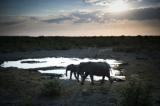 La Namibie met en garde contre le traitement du Covid par la... bouse d'éléphant