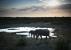 Infos congo - Actualités Congo - -La Namibie met en garde contre le traitement du Covid par la... bouse d'éléphant