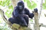 Ndakasi, la célèbre gorille du parc des Virunga est morte