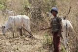 Nigeria : 33 morts dans des affrontements entre éleveurs et agriculteurs