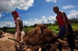RDC : après les plantations Unilever, un rêve contre la pauvreté