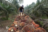 « La RDC peut multiplier par cinq sa production d’huile de palme sans affecter ses forêts et sans satisfaire ses besoins propres » (Nicolas Kazadi)