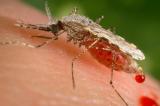 Un test de paludisme non invasif remporte un prix d’ingénierie en Afrique