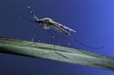 Les craintes d’une résistance du paludisme aux traitements se renforcent