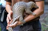 Coronavirus : le pangolin, ce petit mammifère soupçonné d’avoir transmis le virus à l’homme