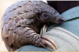 Les pangolins menacés par le trafic et le braconnage en Afrique