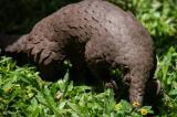 Le pangolin d’Afrique une espèce en danger !*