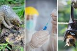 Coronavirus : accident de laboratoire, chauve-souris, pangolin, mais d’où vient le SARS-CoV-2 ?
