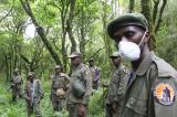 Nord-Kivu : 4 éco-gardes blessés, bilan d’une attaque armée à Nyamilima dans le Parc national des Virunga.
