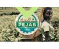 Infos congo - Actualités Congo - -PEJAB recrute des jeunes diplômés ayant une idée d'entreprise dans le secteur agricole et...