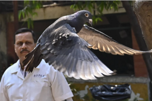 Inde : accusé d’espionnage et emprisonné, un pigeon finalement libéré 8 mois après