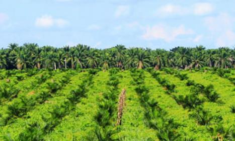 Infos congo - Actualités Congo - -Exploitation de l'huile de palme : un rapport d’ONG belges met en cause la coopération belge...