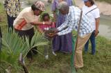 Journée internationale de l’arbre : près d’une centaine de manguiers offerts à la ville de Kinshasa