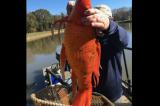 Un poisson rouge particulièrement gros découvert en Caroline du Sud