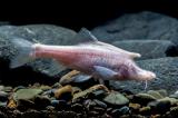 Un poisson aveugle au 