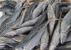 -La vente de poissons chinchards de la Namibie débute dans 48 heures (Officiel)