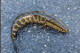 Étrangeté du vivant : un poisson à tête de serpent qui respire de l'air et rampe sur Terre !
