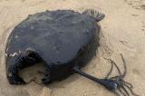 USA: un poisson des abysses échoue sur une plage californienne
