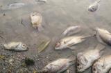 Biodiversité : Une étude alerte sur l’empoisonnement de la rivière Lomami par des plantes