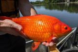 Aux États-Unis, des poissons rouges géants menacent l’environnement