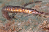 Voici la vie secrète du syngnathe, un poisson chez qui ce sont les mâles qui tombent enceints