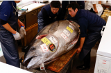 Un thon rouge japonais vendu près d'1,4 million USD aux enchères pour faire des sushis haut de gamme !
