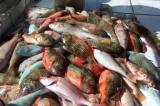 Conseil à ne pas consommer des poissons pêchés avec des plaies au Nord-Ubangi