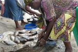 Grands Lacs: « beaucoup d’espèces des poissons sont menacées de disparition »