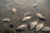 Lac Kivu : l’OVG conclut que les poissons morts dans les eaux du Golfe de Kabuno ont été « intoxiqués »