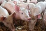 Peste porcine africaine : l'Afrique du Sud et le Togo signalent des cas