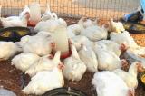 Ituri: épidémie de grippe aviaire dans les localités de Joo et de Kafé au bord du lac Albert