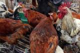 La grippe aviaire sous contrôle dans l’Ituri, selon le ministre Paluku