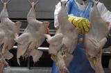 Grippe aviaire : plusieurs pays interdisent l'importation de volailles sud-africaines