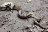 Masina/Sans-fil : un python vivant trouvé dans un sac à main abandonné dans la rue