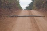 Haut-Uele: apparition d’un grand Python Sebae à la mine de Kibali, les environnementalistes proposent sa délocalisation au Parc de la Garamba