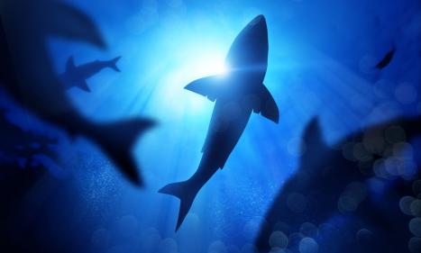 Infos congo - Actualités Congo - -Comment l'ADN du requin peut aider à guérir des maladies chez l'Homme