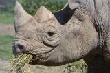 La RDC sollicite l’aide de la communauté internationale pour la protection de sa faune