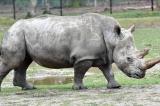 Haut-Uele : 8 rhinocéros blancs remis au gouverneur par une société minière pour le parc national de la Garamba