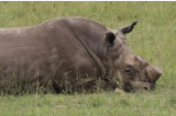 Afrique du Sud : l'écornage des rhinocéros contribue à réduire fortement le braconnage, selon une étude