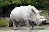 Démantèlement d’un réseau de trafic de cornes de rhinocéros blanc