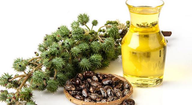 mediacongo.net - News - Castor oil: its effects ...