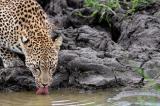 Un safari virtuel pour observer en direct les animaux de la savane malgré le confinement