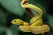 Infos congo - Actualités Congo - -Dérèglement climatique: les serpents venimeux pourraient se déplacer en masse