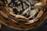 Inde: Bloqué quatre jours dans un puits avec un serpent, un enfant survit miraculeusement 