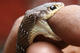 Morsure de serpent : cette plaie que l'Afrique subsaharienne veut ignorer