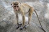 Le Kenya victime d'une panne d'électricité nationale à cause d'un singe
