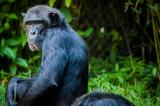 Inde: des singes volent des sœurs jumelles, l’une d’elles trouve la mort 