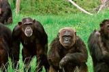 Biodiversité : des primatologues affirment une probable disparition des singes d’ici 25 ans 