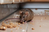 10 aliments qui attirent les souris chez vous (et 10 qui les font fuir)