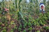 Nord-Kivu : les habitants de Rutshuru face à la rareté de terres cultivables